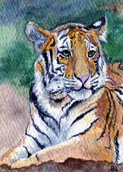 "Tiger" by Beverly Larson, Fitchburg WI - Watercolor, SOLD